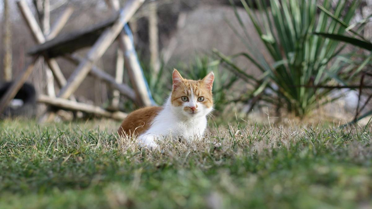 什么猫粮品牌比较好价格便宜？315认证的优质猫粮排行榜分享