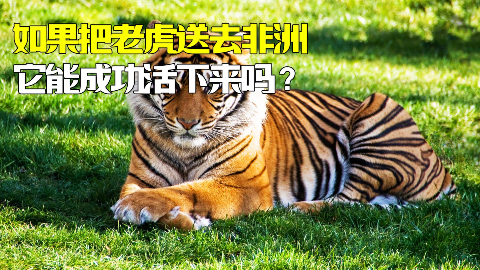 如果把老虎送去非洲，它能成功活下来吗？