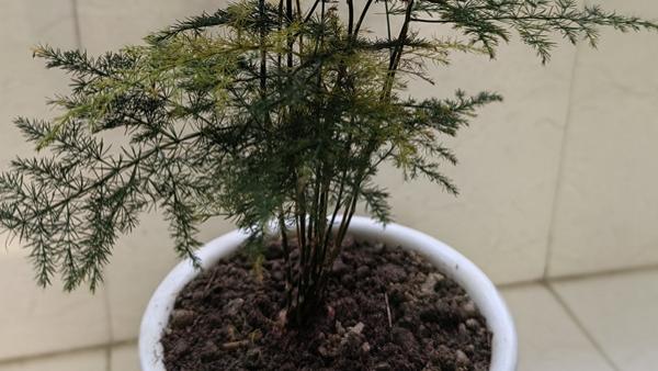 文竹换盆第10天：晨起这一刻的“喂奶式”浇水，像极了呵护婴儿