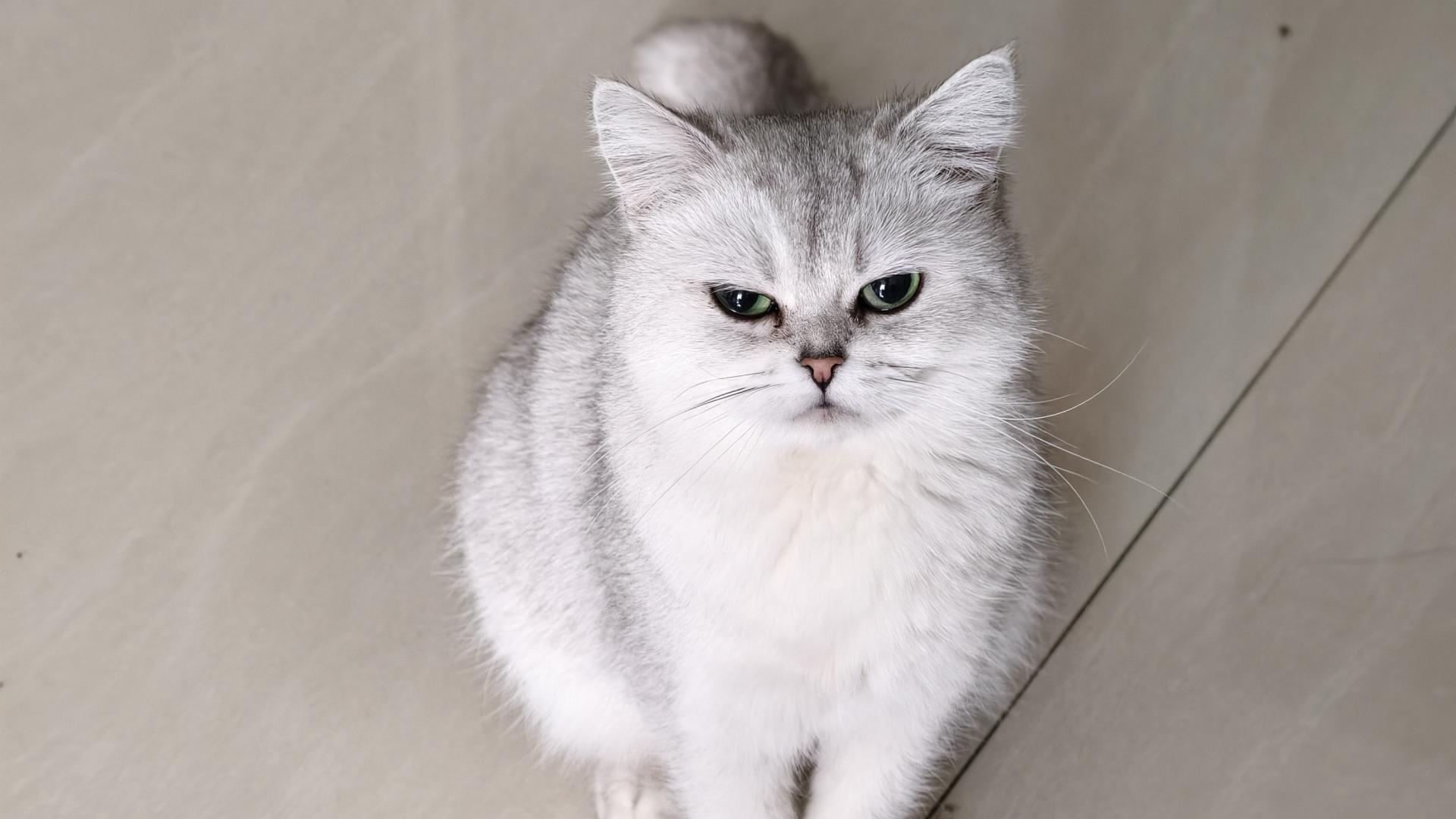 象乡宠物光合店 |洗完澡没吹干容易有皮肤病