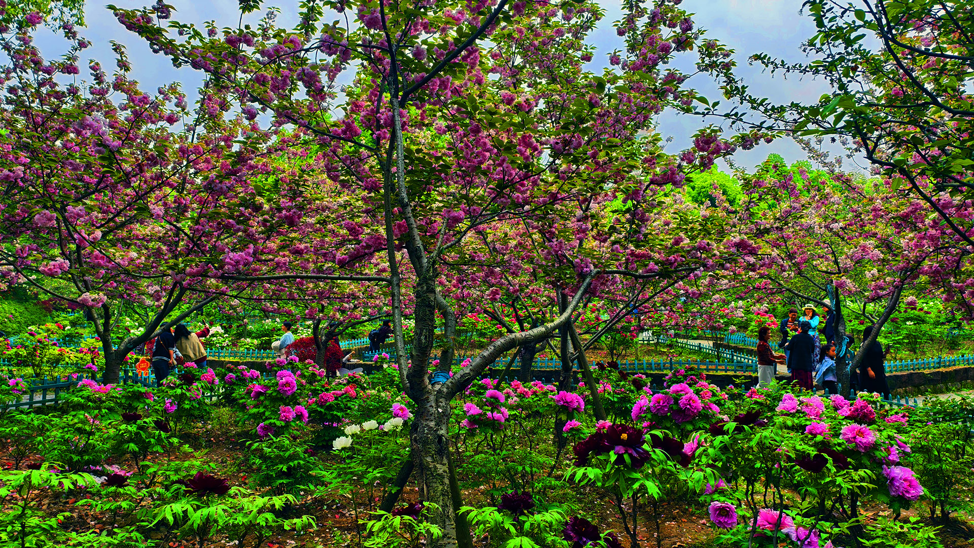 双红竞艳，当绯樱遇上国色