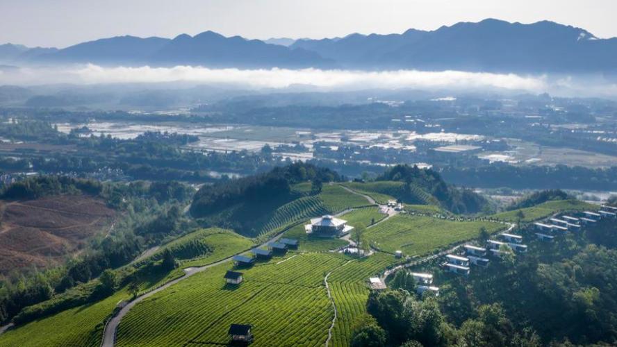 安徽旌德：生态茶园春景如画