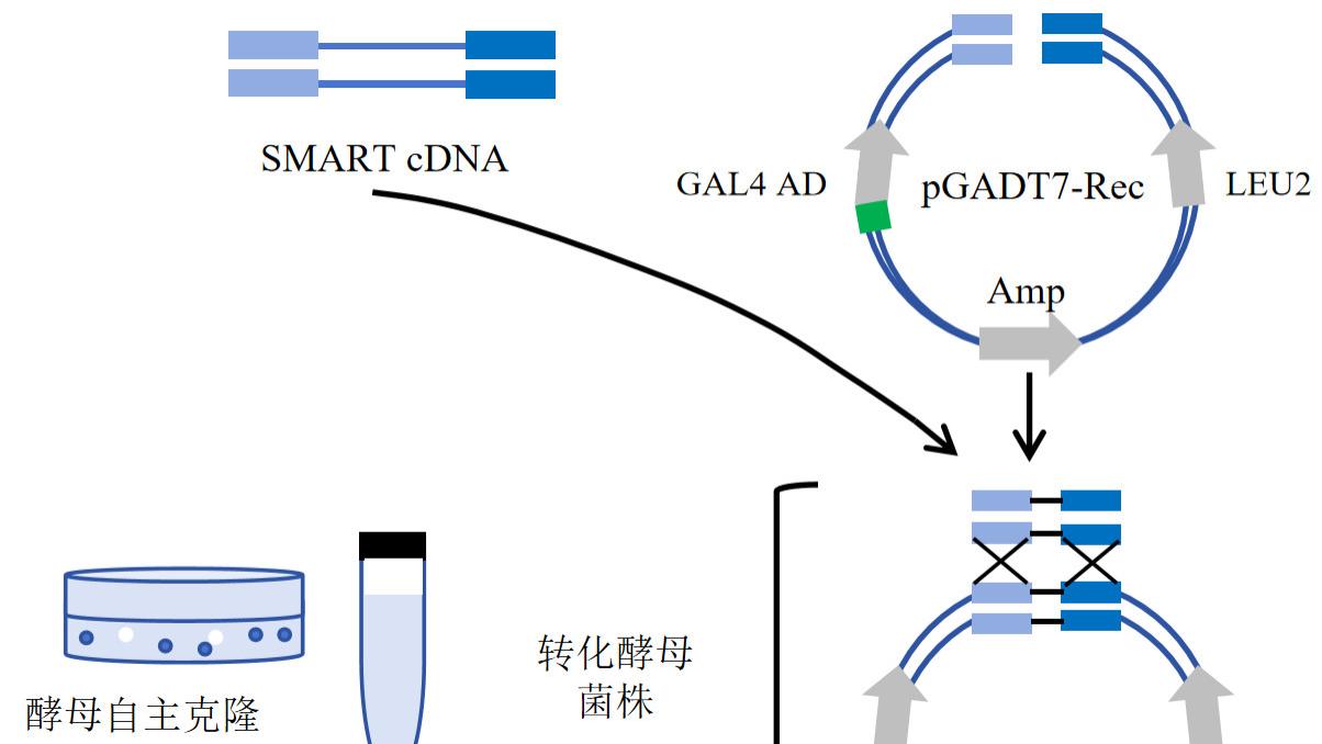 酵母展示与 SMART 技术：新一代高质量蛋白文库构建平台