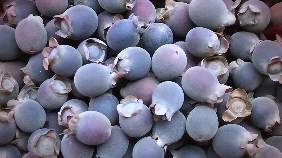 盘点十种两广人童年最爱野果，全吃过的才是地道两广娃