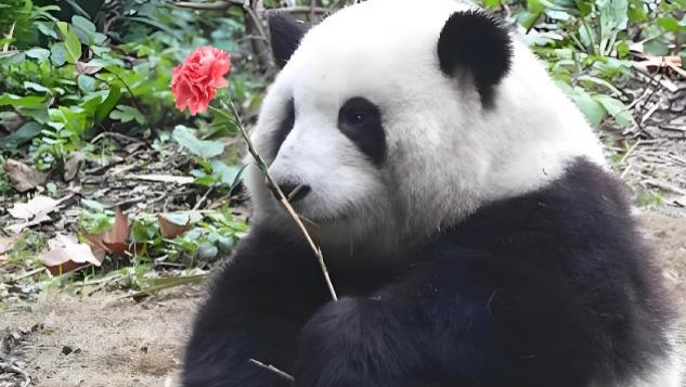 娱乐圈明星见熊猫花花现状：高冷人设“崩塌”，只会喊‘果赖’！