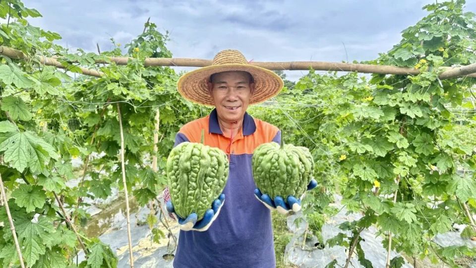首茬果蔬抢鲜上市！三坑镇精准招商项目投产见成效
