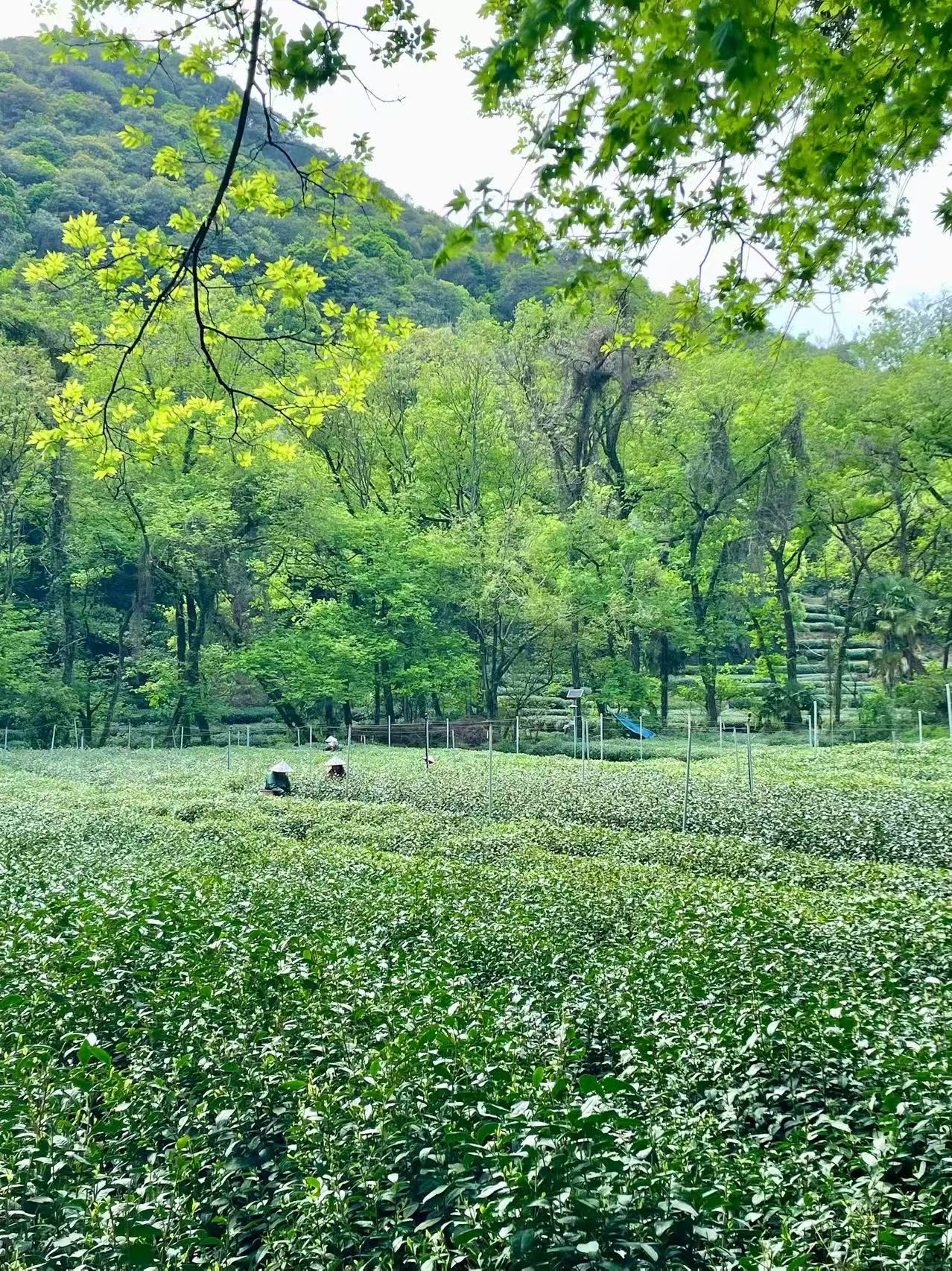  杭州旅游，九溪烟村太值得打卡了！