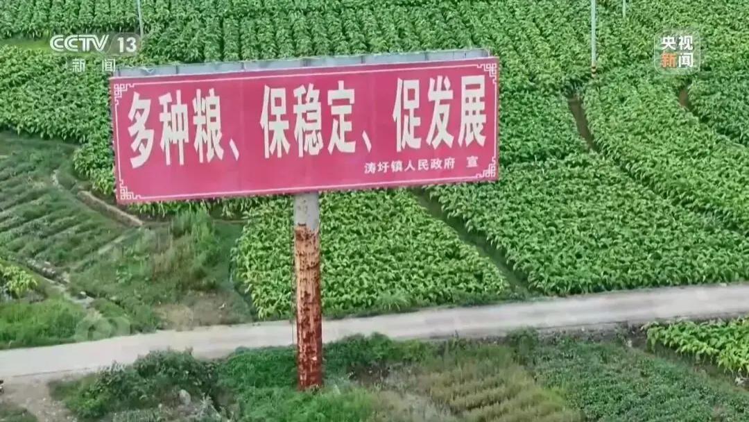 “纸上种田”种不出粮食安全