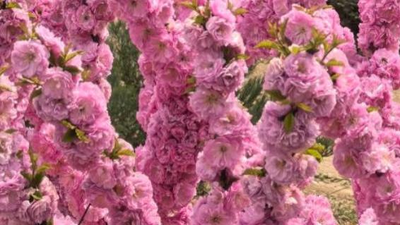 丙午年的血压“过山车”：当古老历法撞上现代人的血管