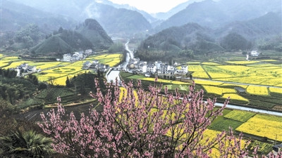 春分花开满柯村 皖南春色入画来