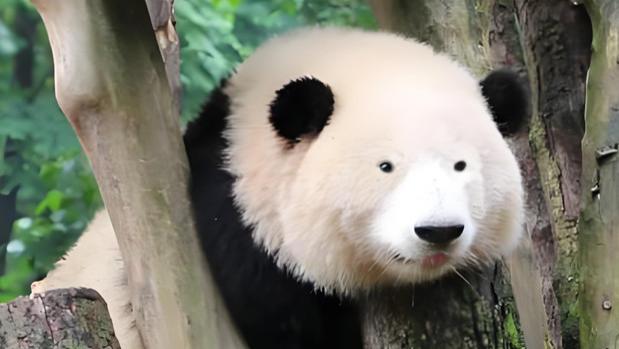 当大熊猫集体“素颜”出镜，花花成了“帅小伙”？谁才是大赢家？