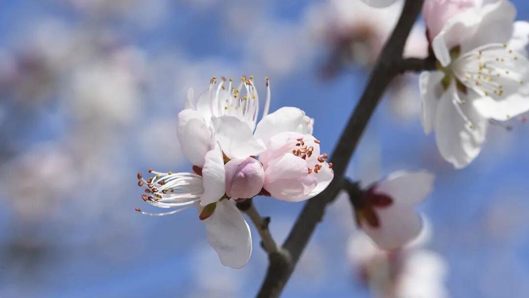 钢铁与花，在春光里交换着彼此的故事