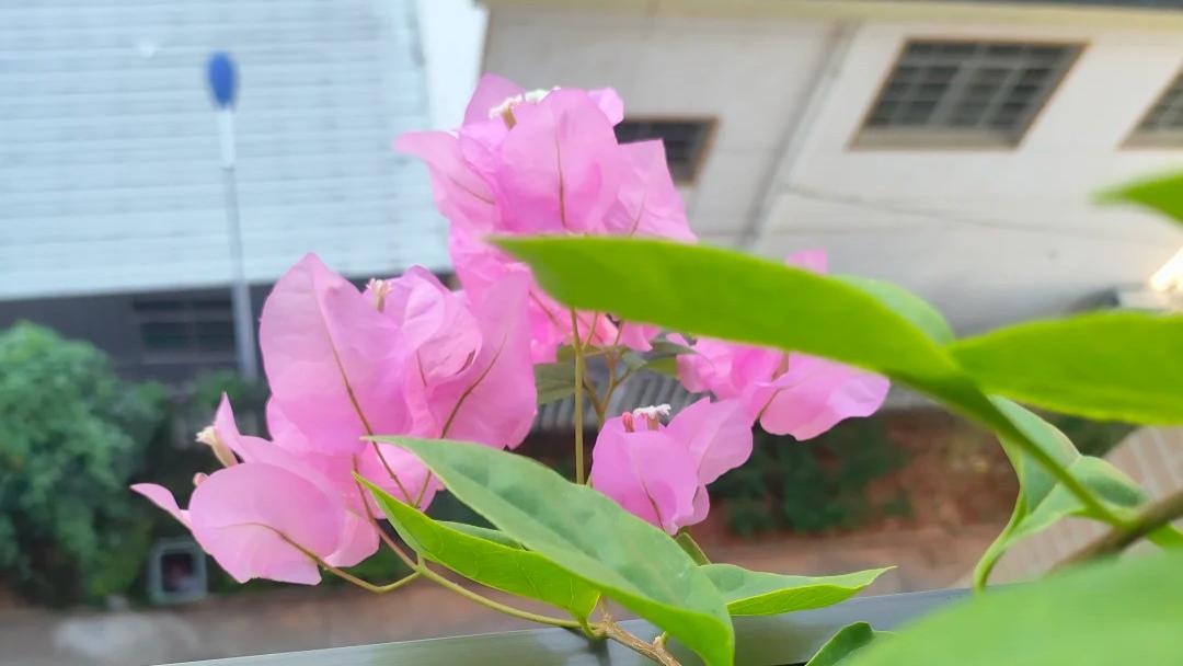 这8种花太娇贵！夏天太阳毒，不搬进屋遮阴，黄叶枯萎哭都来不及