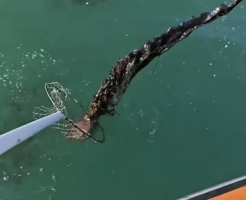 一只鱿鱼被抓的时候，它到底有多么想逃脱，那是直接喷出大量墨汁，这墨汁的量属实有点大