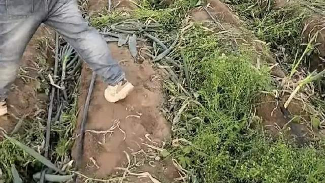 一句“免费”引来数百人哄抢，几十亩大葱被洗劫一空农民血本无归