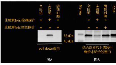 DNA Pull down实验的成功关键：双端多重生物素标记探针