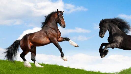 跛脚戏马与野生战马：西方科技封锁背后的“元科学”耐力赛