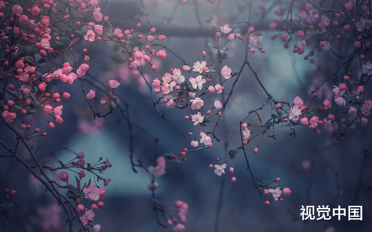 为救青梅的猫，未婚夫害我重生三次，他悔了