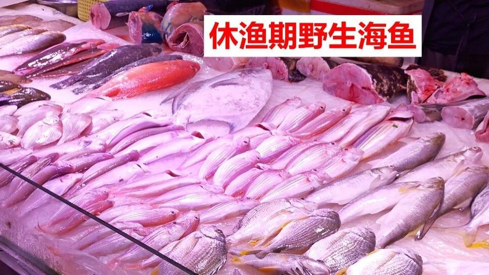 休渔期广州冰鲜海鱼分类：海钓和近海渔获（上）