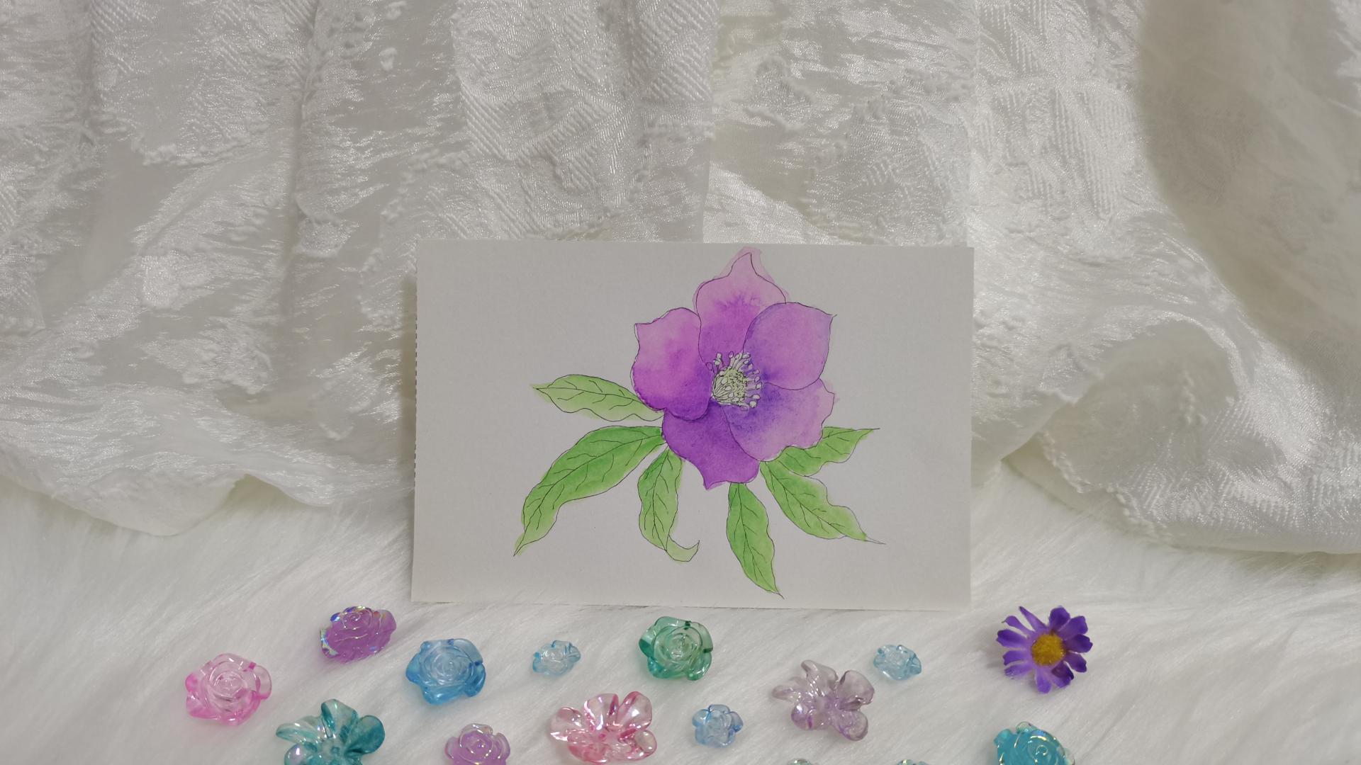 58 圣诞玫瑰（绘画 水彩 果花甘06）