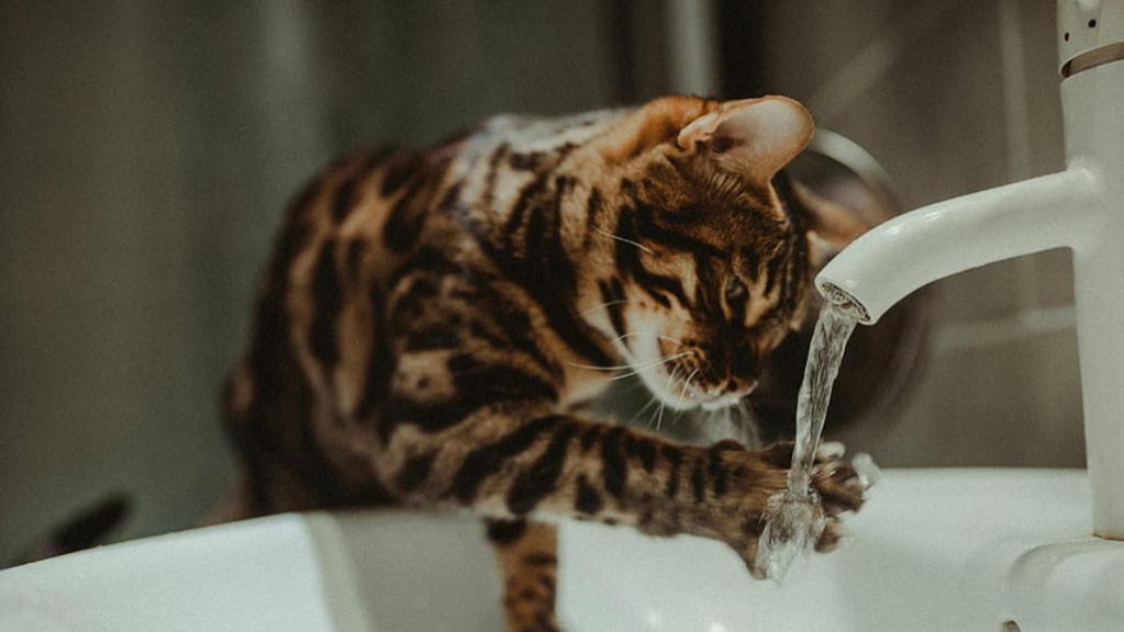 什么是全价猫粮、全期猫粮？闭眼入这三款猫粮中的爱马仕