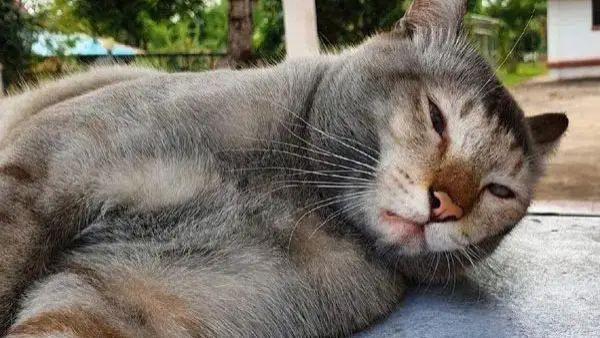 猫咪疯玩成泥猴，回家累瘫被笑胖，毛孩子白眼：你礼貌吗？