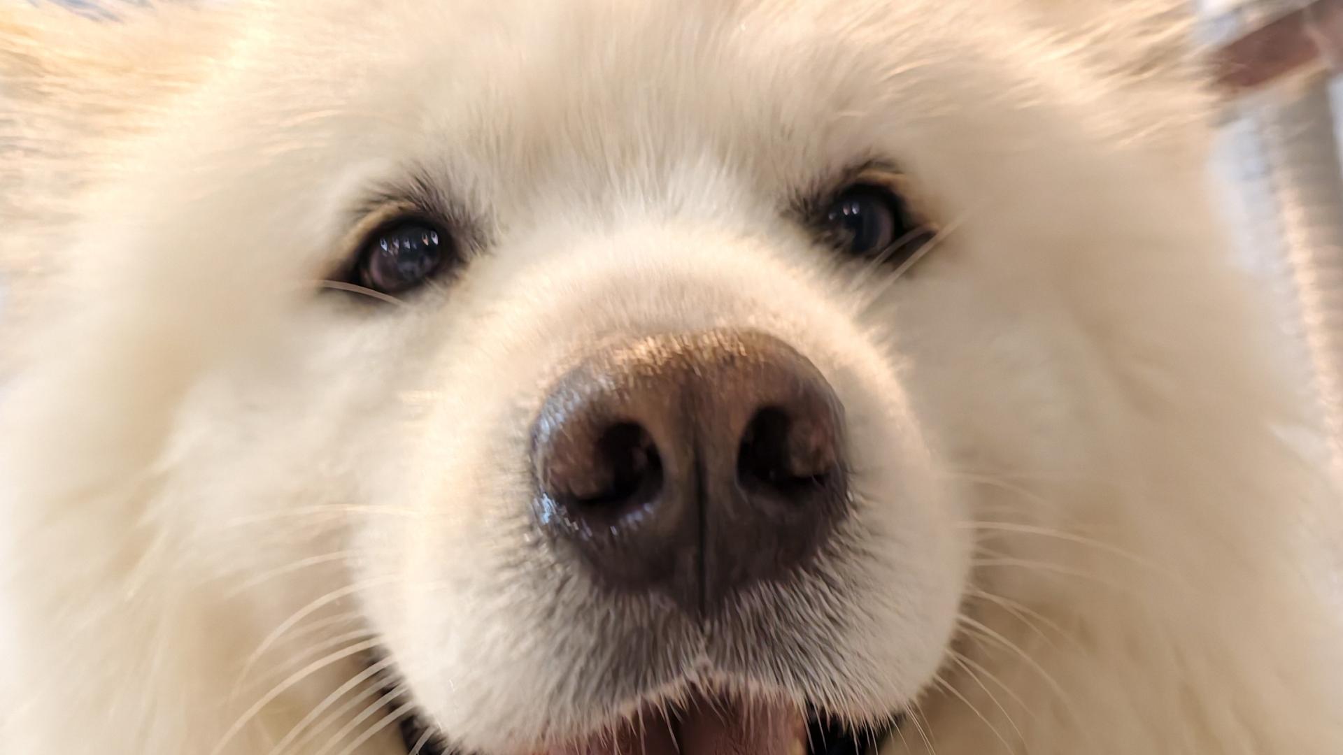 宠物迎接你回家，不只是因为开心