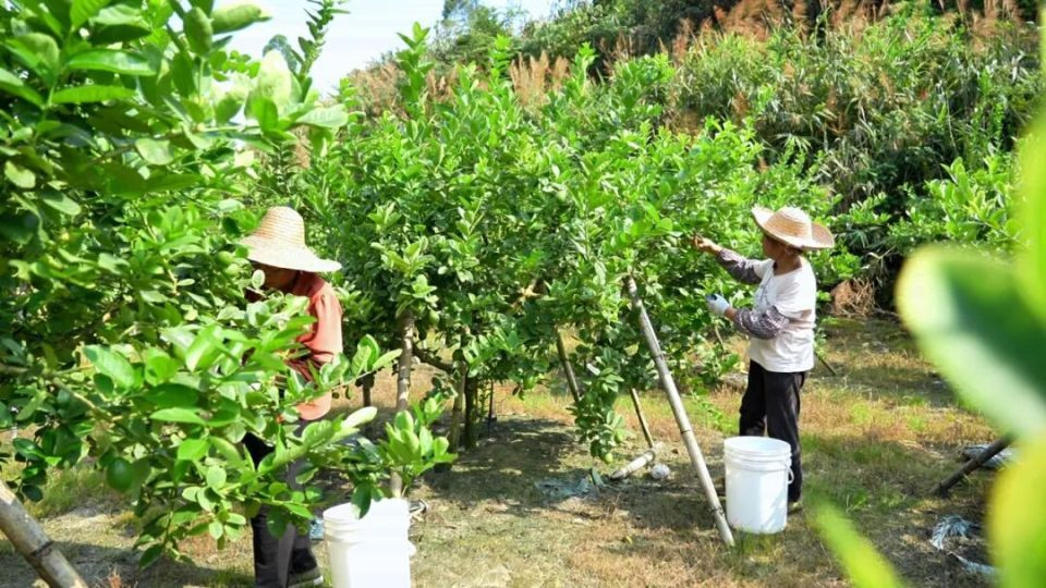 夏天第一杯“快乐水”，从禾云这颗果子开始！