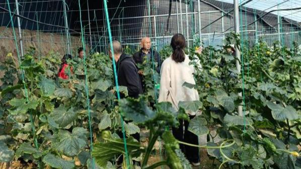 周口市川汇区：专家授课进田间 黄瓜种植提质又增效