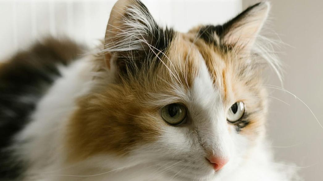 2026猫咪吃什么牌子猫粮好？实测猫粮排行榜TOP3优质产品