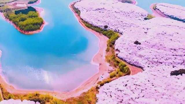 春日打卡樱花，贵州安顺就能邂逅最大樱花园！