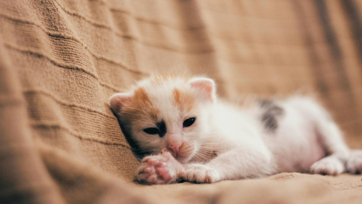 什么猫粮最好价格实惠？国产十大放心猫粮品牌排行榜（上）