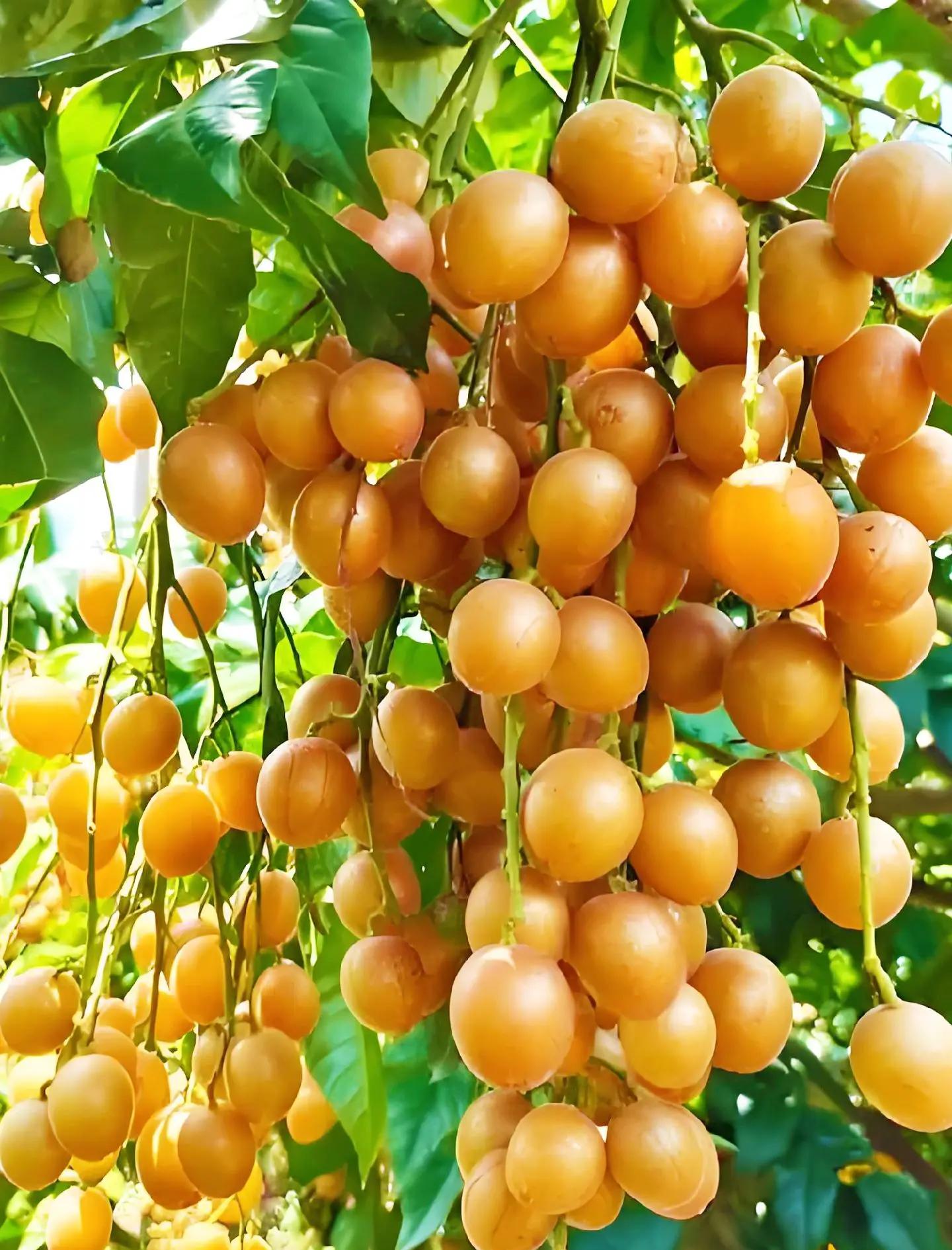 广东夏日黄金果｜黄皮采摘打卡全攻略！