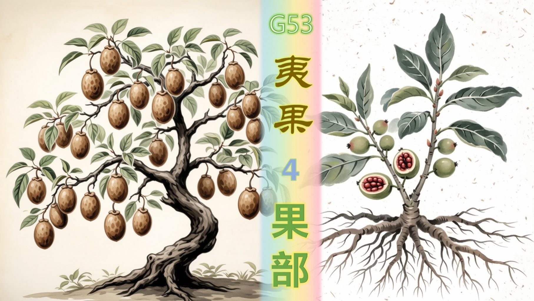 都念子，马槟榔，枳椇子《纲目》果部-夷果类4