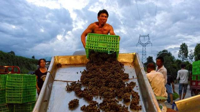 云上葡萄园的芬芳之旅：wineapp×云南红品鉴会的双向奔赴