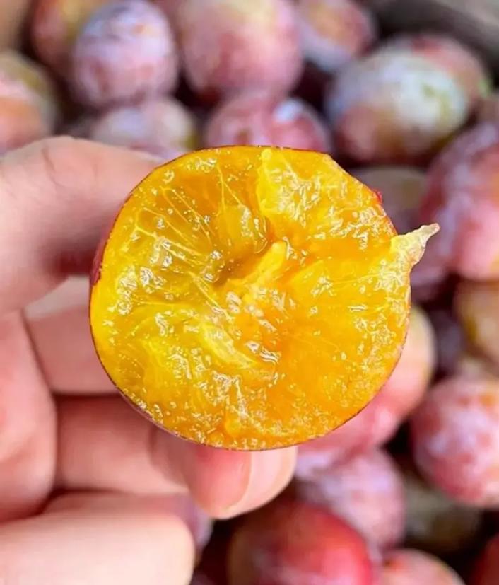 云南高山西梅｜多汁美味采摘打卡攻略🍇