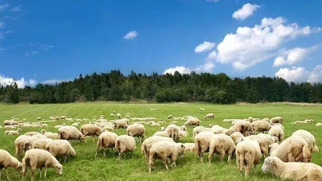 2026年生肖羊：好运爆发，喜事接连送到家