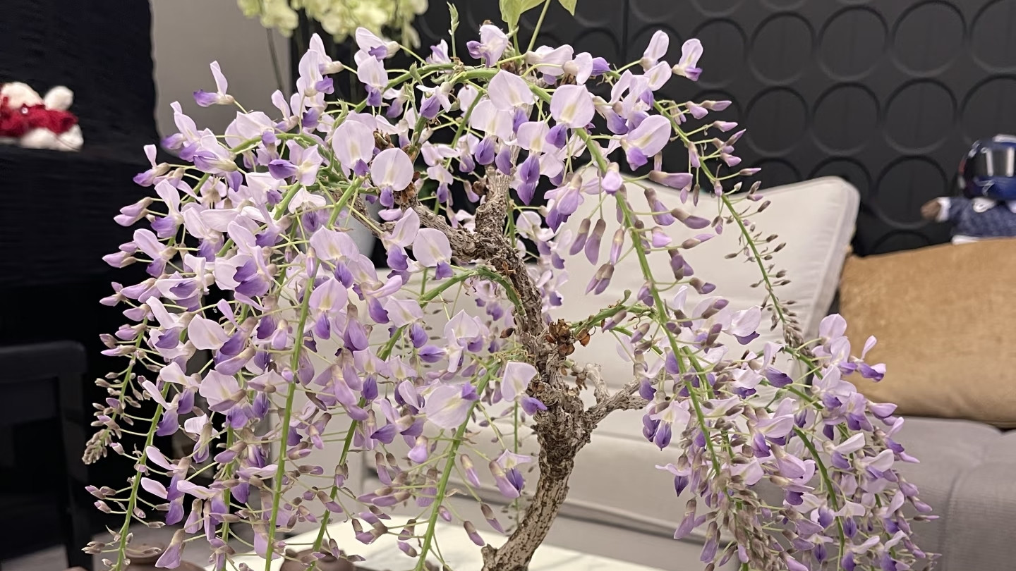 上海一女子880元的紫藤盆景，“养3年更美了”，花友：请问怎么养
