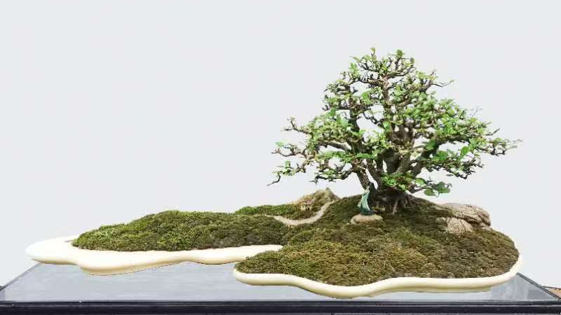 行业影响力领军人物—胡庆魁