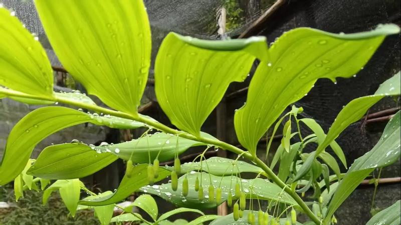 198例成功案例：罗樾之教授“攻坚合剂”让节细胞神经瘤无处遁形