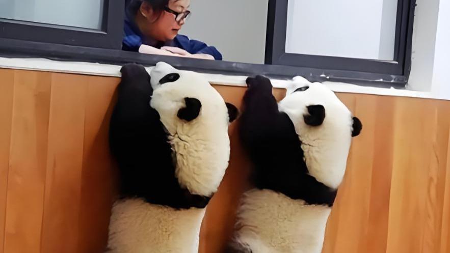 熊猫界的“叛逆分子”，除了萌兰，这几只也敢和奶爸奶妈“叫板”