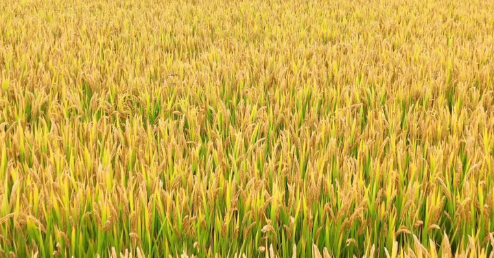 联合国前助理秘书长：跨国公司正破坏世界粮食安全