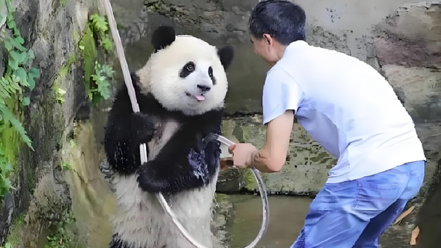 熊猫根本不是你想的“傻白甜”，这10个冷知识颠覆认知