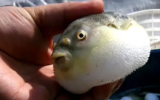 婆婆从菜市场偷回来两条鱼，我们一家喝了她熬的鱼汤，当晚被送进ICU