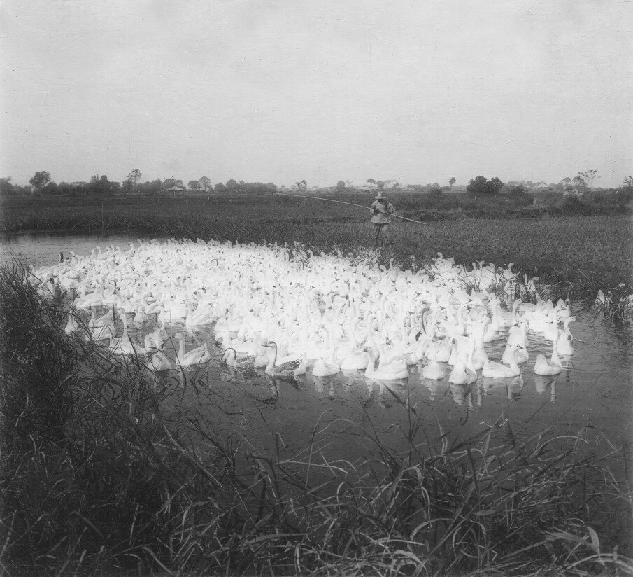 1930年上海，江南水乡乡野图景。水塘之中浮满成群白鹅，白茫茫一片铺满水面。远处
