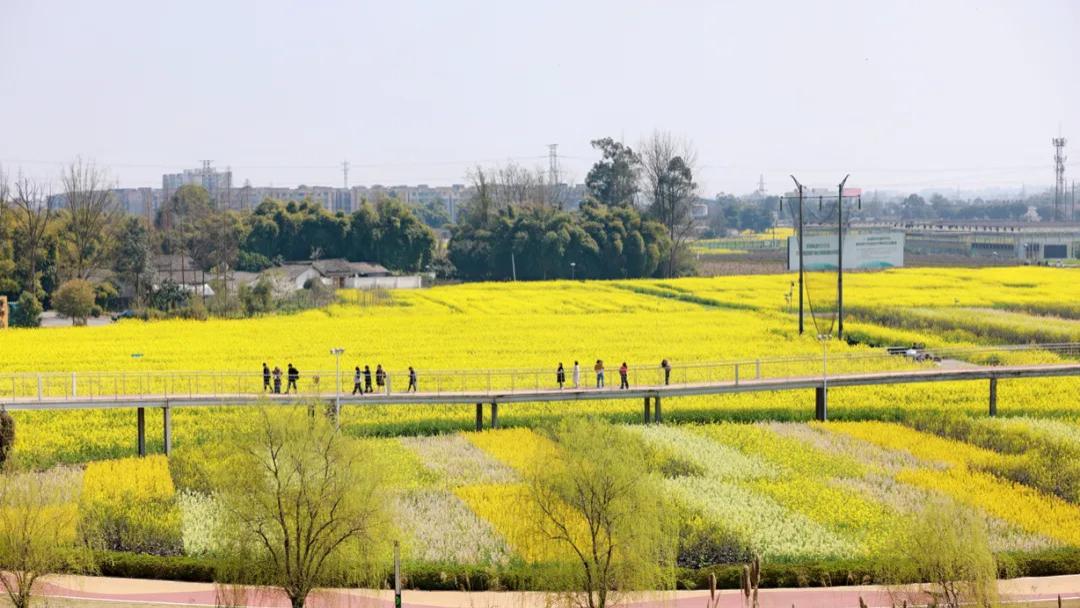 从种子到产业链，“天府菜油”产业发展大会为何落子邛崃？