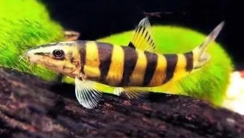 自带甜味的淡水美人，中华沙鳅