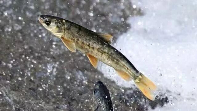 青海湖放生：一场让孩子读懂生命与感恩的自然修习课