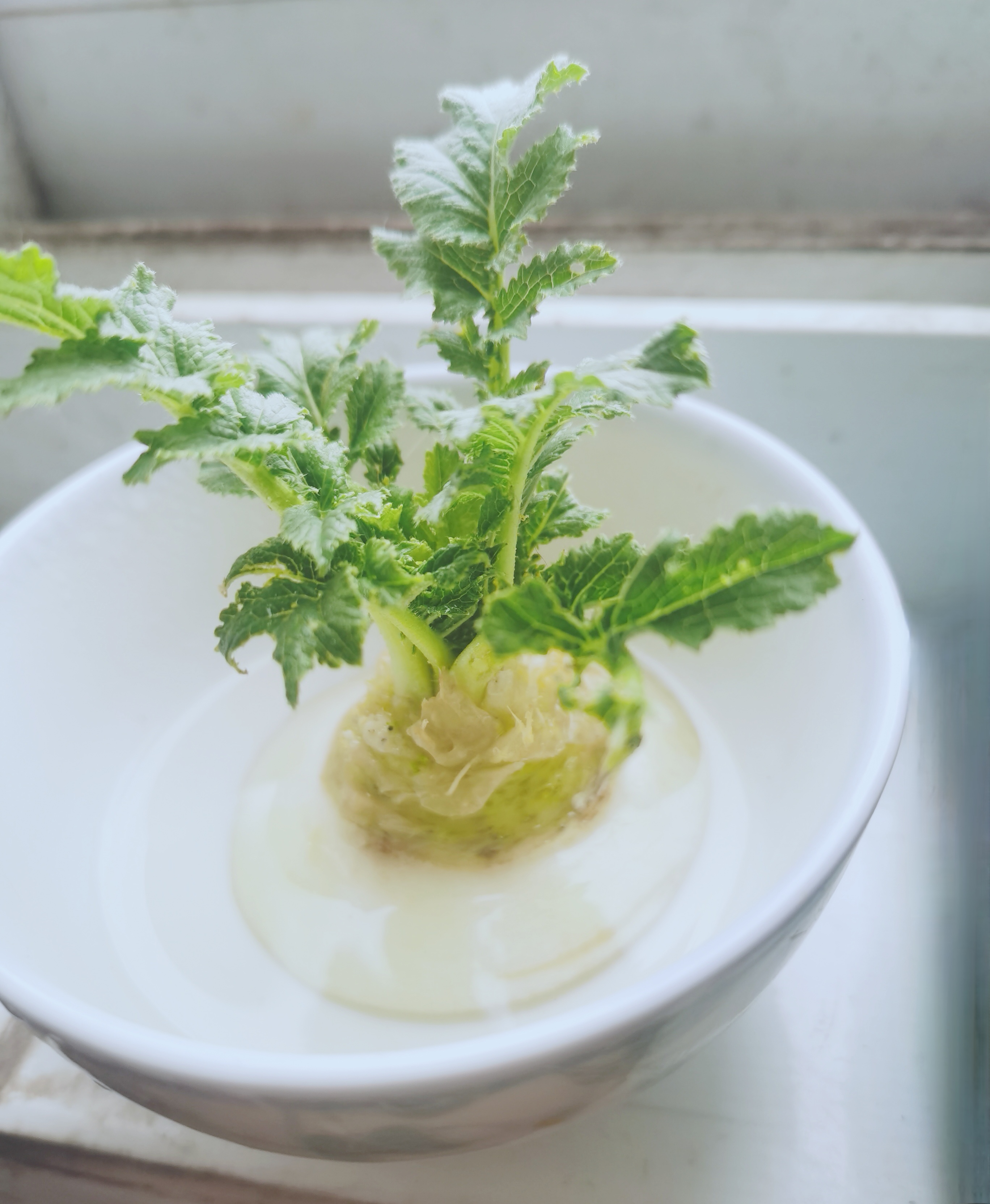 枯木逢春犹再发，余灰烬里吐新芽。
且看破碗栽青壁，转身便是妙生花。