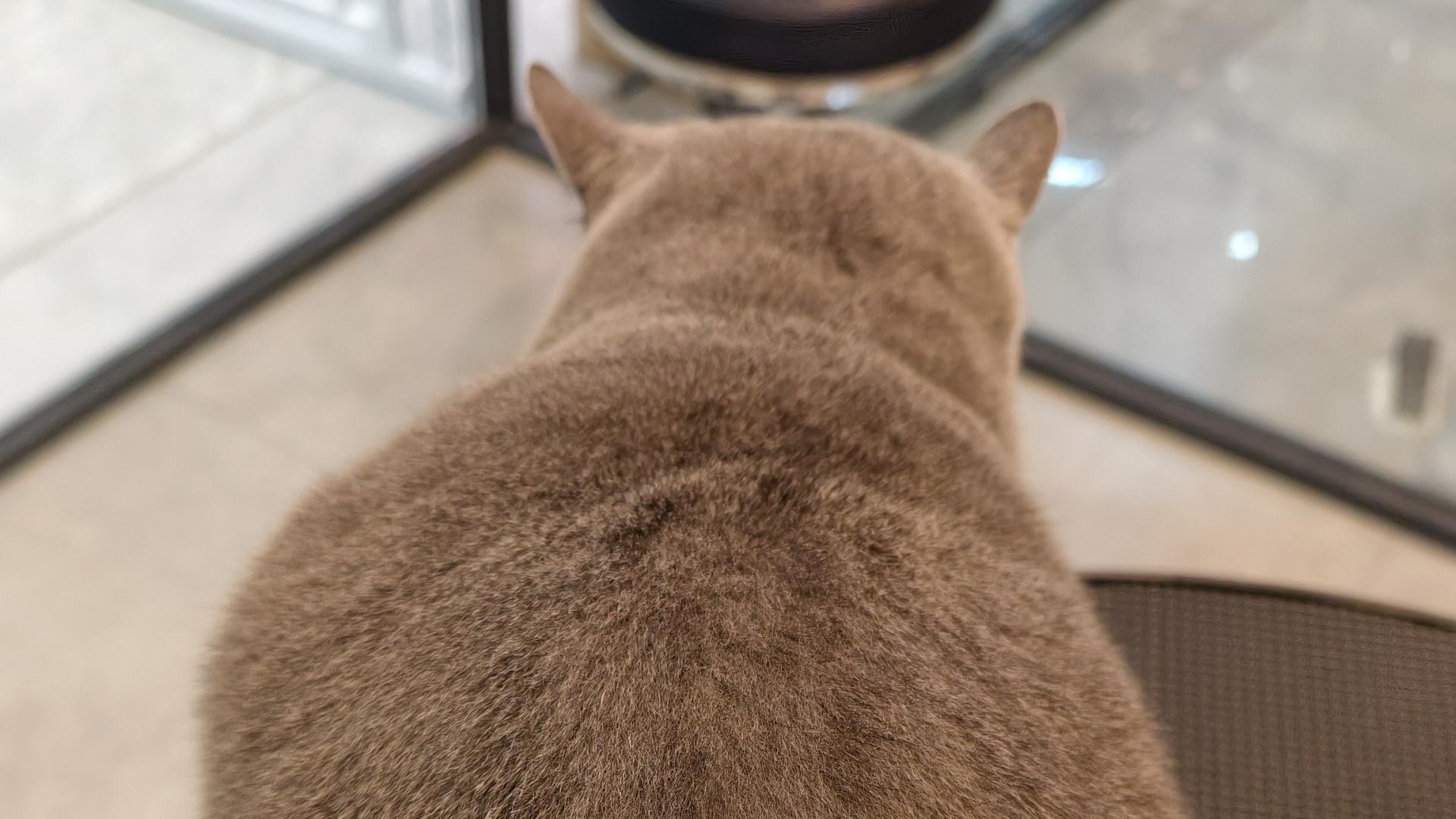 宠物也会花粉过敏吗？春季喷嚏不断要警惕